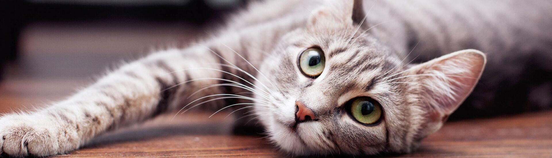 Eine Katze