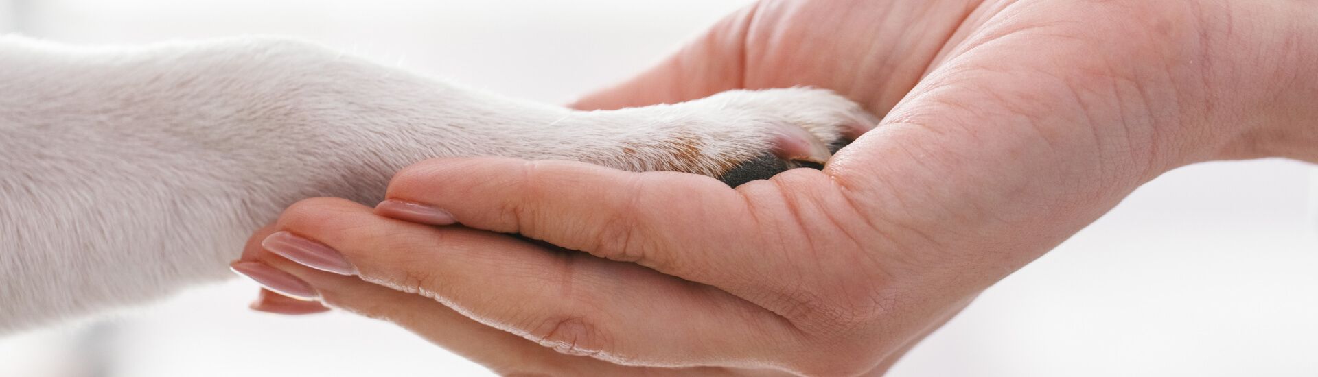 Eine Hand hält eine Katzenpfote
